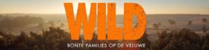 Openluchtvoorstelling film Wild @ Plein Den Haag